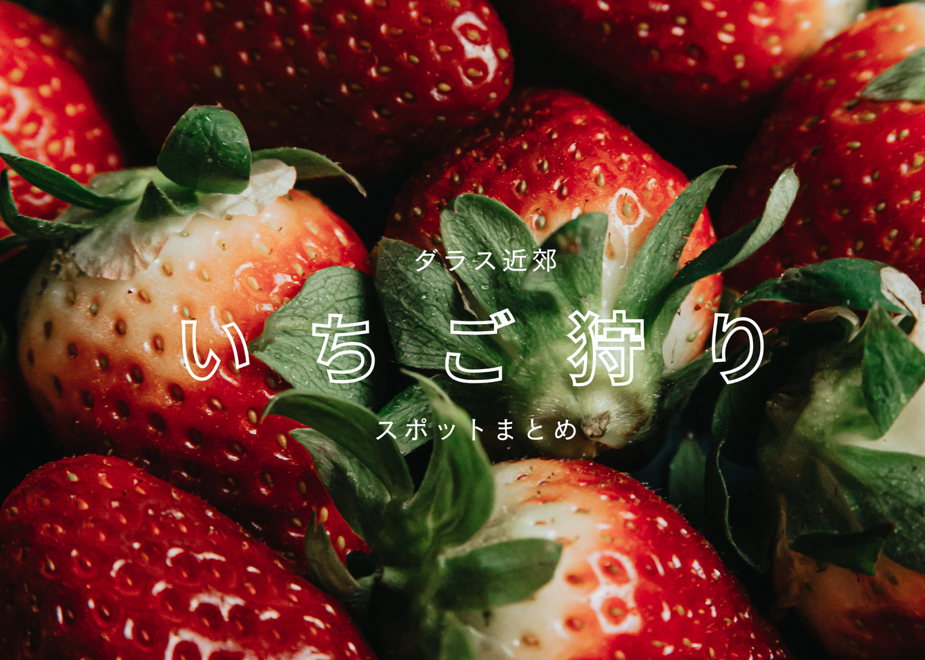 🍓北ダラス🍓Strawberry Picking　スポット