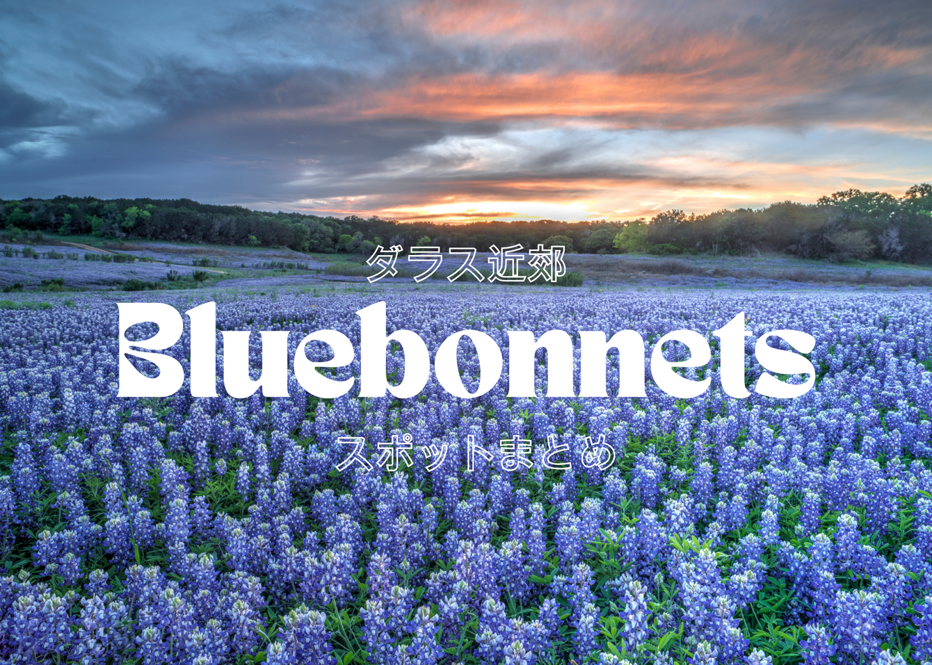 ダラス近郊🪻ブルーボネット🪻おすすめスポットをまとめ